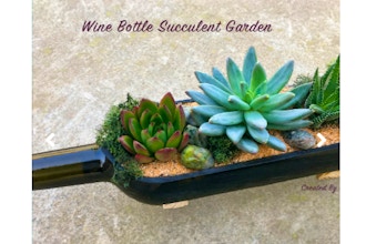 Plant Nite: Succulent Wine Bottle